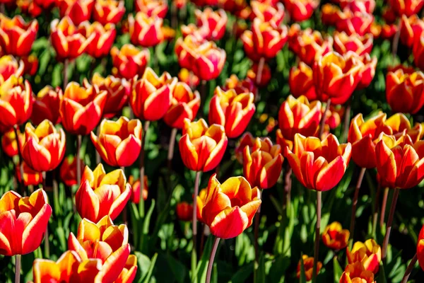 Champ de fleurs de tulipe rouge avec fond naturel coloré. floraison — Photo