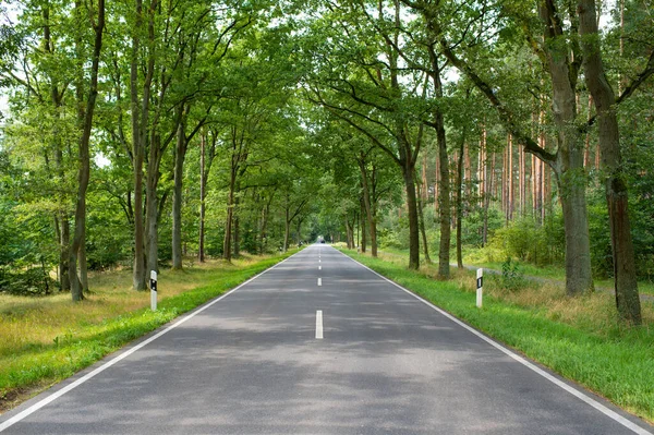 Empty park alley road with green trees — стоковое фото