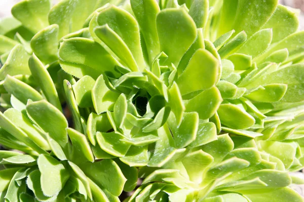 Crassulaceae succulent cactus with green leaves. cacti background — Stock Photo, Image