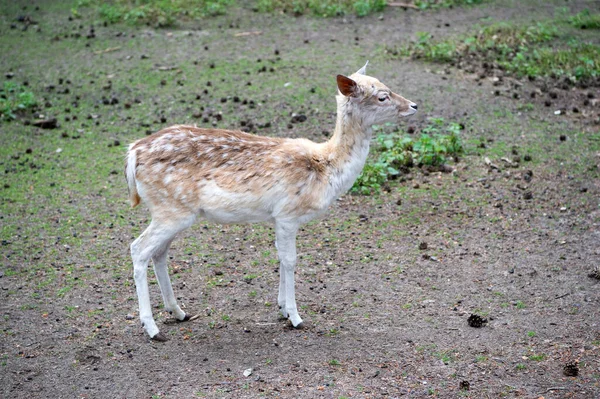 Damhert schattig. wilde dieren buiten. volledige lengte — Stockfoto