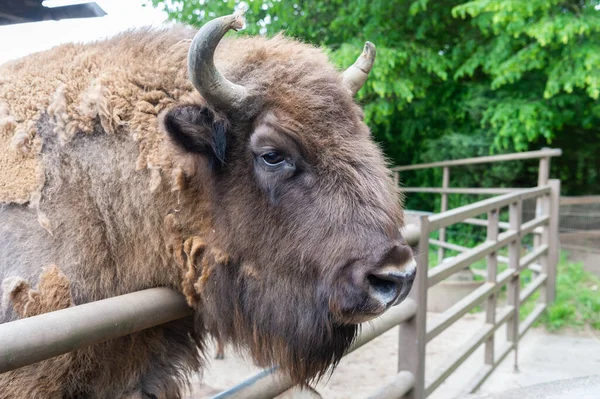 Big buffalo head in zoo animal park outdoor — Foto de Stock