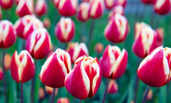 Fiore di tulipano rosa primo piano con sfondo naturale colorato. fioritura — Foto Stock