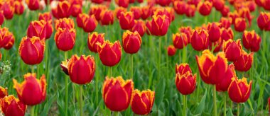 Tarlada taze Hollanda lalelerinin kırmızı çiçekleri. Lale bahçesi