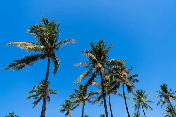 Sommar semester med palmer på blå himmel bakgrund, låg vinkel — Stockfoto