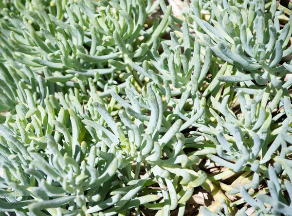 Grüne Sukkulente Natur Hintergrund der Kaktuspflanze — Stockfoto
