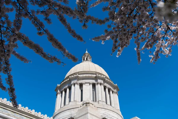 Капитолий с цветущей сакурой. Капитолий штата Вашингтон. Здание законодательного собрания в Олимпии — стоковое фото