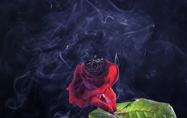 Rose et feu. Fleur brûlante avec fond sombre de fumée. Tête de fleur rouge en feu. Braises incandescentes — Photo