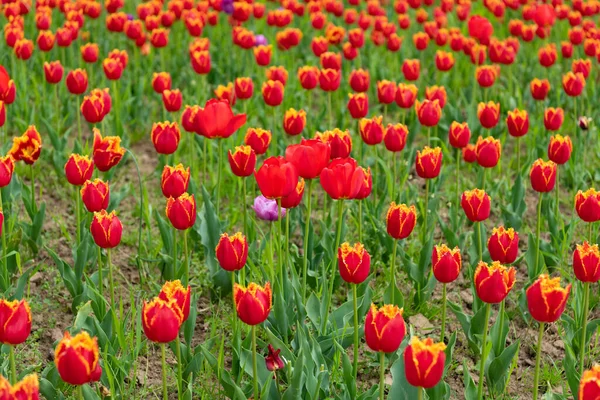 Red flowers of holland tulips in field — Stock fotografie