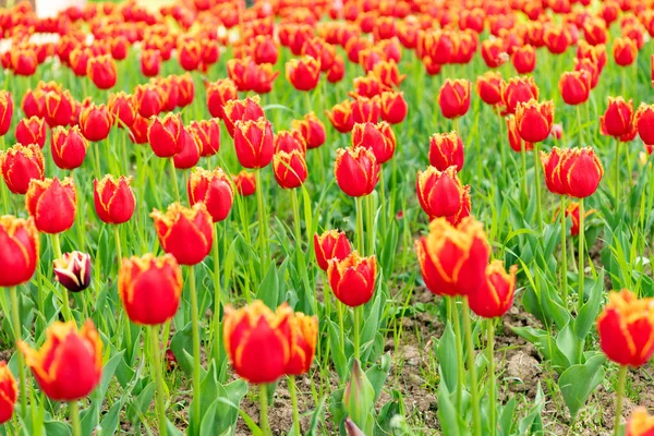 Červené květy čerstvých holandských tulipánů na poli. příroda — Stock fotografie