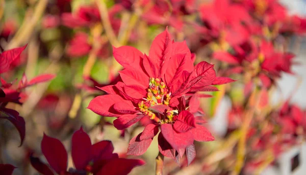 Κόκκινο poinsettia epiorbia pulcherrima ανθοφόρο φυτό — Φωτογραφία Αρχείου