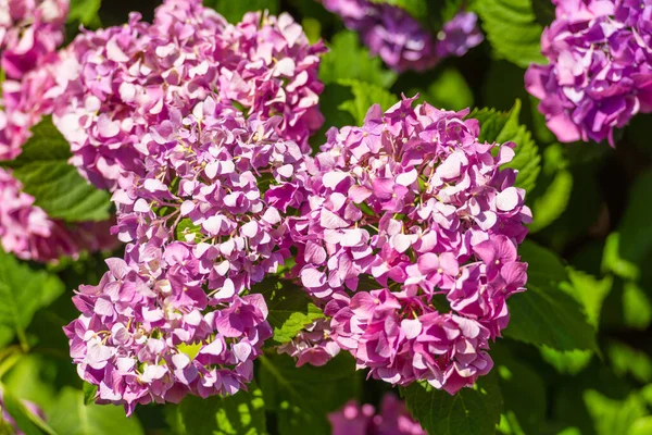 Blommande lilaceous blomma kluster på våren — Stockfoto