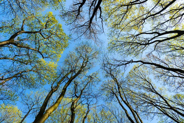 Mata de primavera caduca árvores vista para cima contra o céu, copas das árvores — Fotografia de Stock