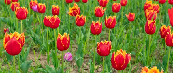 Červené květy čerstvých holandských tulipánů na poli — Stock fotografie