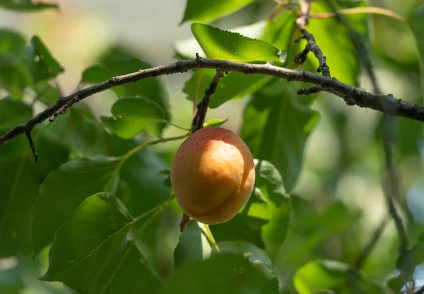 Плоды абрикоса созревают на ветке дерева с зелеными листьями на естественном фоне сада — стоковое фото