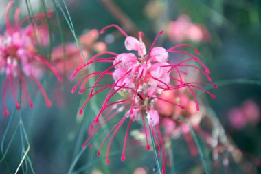 Spider lily lycoris radiata flowers blooming on blurred nature in spring. clipart