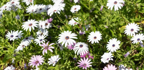 Vita Blommor Tusensköna Vacker Natur Bakgrund — Stockfoto