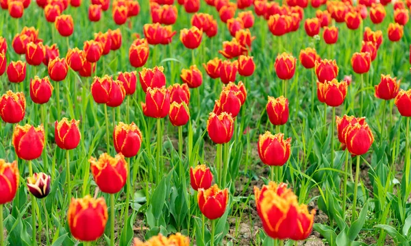 Fiori Rossi Tulipani Olanda Freschi Campo Fioritura — Foto Stock