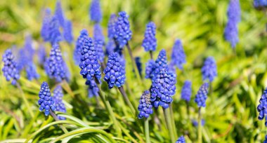 Muscari çiçekleri açar. Bahar doğası çiçek açıyor..