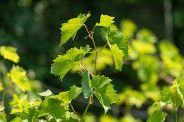 Genç asma yaprakları güneşli doğada.