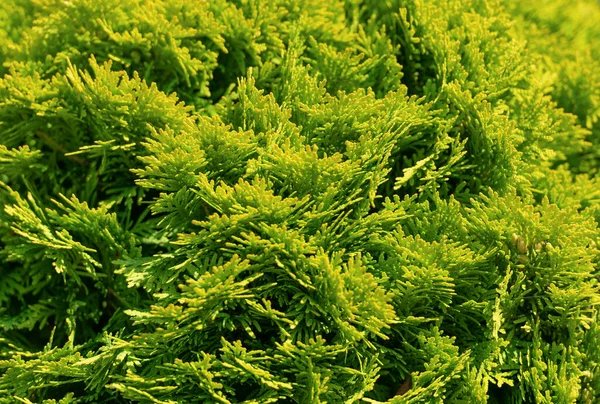 Green Thuja Foliage Coniferous Evergreen Cypress Shrub Natural Leaf Texture — Stock Photo, Image