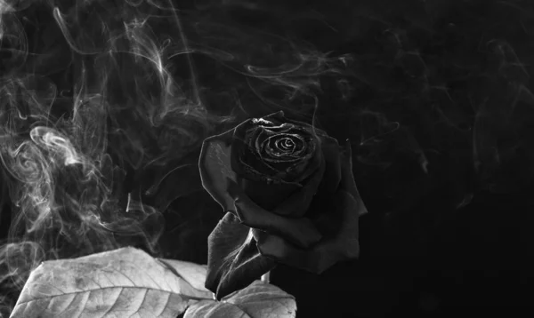 鲜红的玫瑰 花瓣烧焦 烟熏黑的背景 烟雾弥漫 — 图库照片