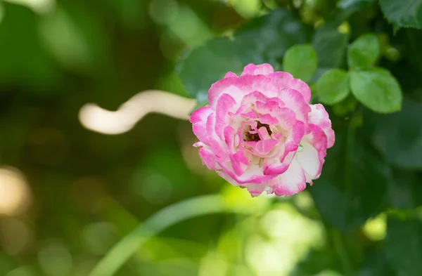 Flores Florecientes Rosas Con Pétalos Rosados Naturaleza Borrosa Primavera — Foto de Stock