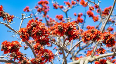 Baharda mavi gökyüzünde çiçek açan ağaç tepesi..