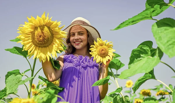 Küçük kız kırsal tarzda ayçiçeklerinin arkasına saklanıyor, iyi hasat..