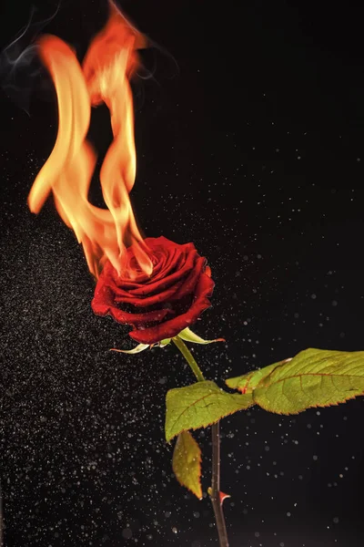 Rose is blazing. Burning rose dark background. Red flower on fire. Flame and sparks.