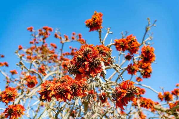 Fioritura Fiori Rossi Sui Rami Degli Alberi Sul Cielo Blu — Foto Stock