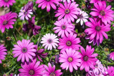 Bahar doğasında güzel papatya çiçekleri. Kır çiçekleri.