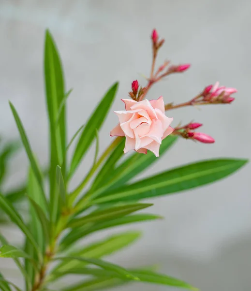 Fioritura Fiore Oleandro Nerium Rosa Con Foglie Verdi Sfocate — Foto Stock