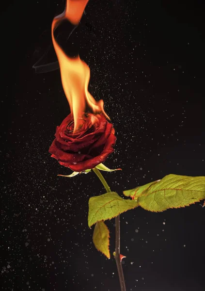 Fresh red rose flower blazing with hot flame and sparks dark background, burning.