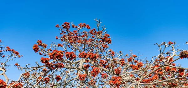 Baharda mavi gökyüzünde çiçek açan ağaç tepesi.