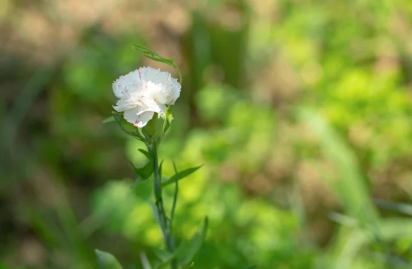 Oeillet Blanc Dianthus Caryophyllus Floraison Sur Nature Floue Printemps Espace — Photo
