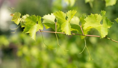 Vitis vinifera bahar yaprakları Bulanık güneşli doğada asma dal üzerinde.