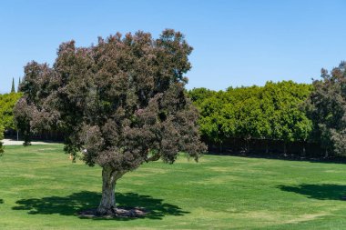 Yaz ağacı bahçede yeşil çimlerde yetişir. Doğal manzara..