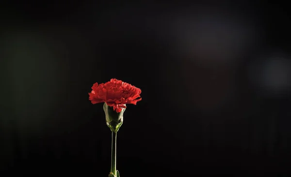 Frische Rote Blume Mit Grünem Stiel Dunkler Hintergrund Kopierraum Dianthus — Stockfoto
