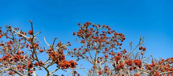 Botões Flores Vermelhas Ramos Copa Árvore Céu Azul Primavera — Fotografia de Stock