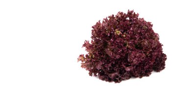 Beyaz üzerine izole edilmiş taze organik kırmızı marul, kopyalama alanı.