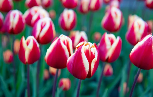 Růžový Tulipán Květina Detailní Barevným Přírodním Pozadím Přírodní Krása — Stock fotografie