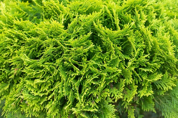 Follaje Tuja Perenne Textura Hoja Arbusto Ciprés Coníferas — Foto de Stock