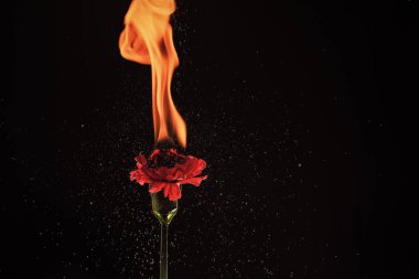 karanfil kırmızısı dianthus çiçeği alev ve kıvılcımlar saçar arka plan karanlık kopyalama alanı, ateş.