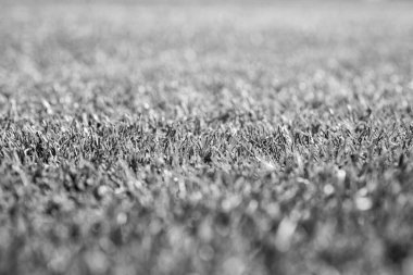 Yeşil çimen arka planı, seçici odaklanma. Futbol sahası eğitimi için çimen.