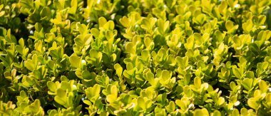 Portekiz afra domuz kılından yeşil yapraklı sulu bitki.