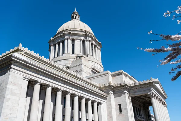 Campidoglio Con Fiore Sakura Washington State Capitol Edificio Legislativo Olimpia — Foto Stock