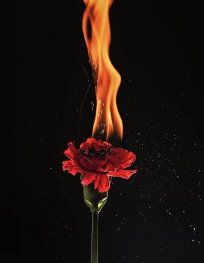Sıcak alev. Yanan çiçek koyu arkaplan. Kırmızı dianthus yanıyor. Alev ve kıvılcım. Ateş parıltısı.