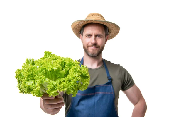 Foyer Sélectif Homme Dans Tablier Chapeau Avec Des Légumes Laitue — Photo