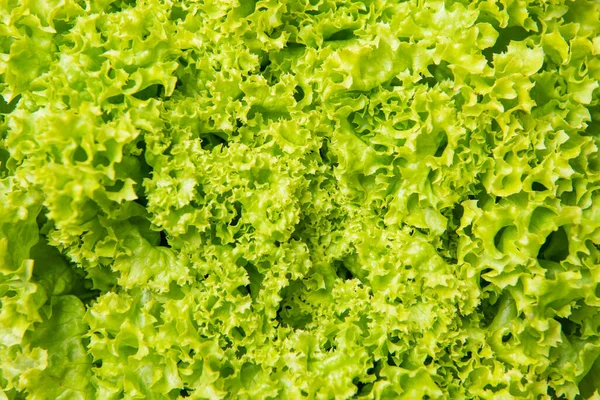 Green Background Fresh Leafy Lettuce Vegetable — Stock Photo, Image