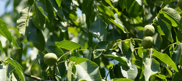 Green Walnuts Ripening Walnut Tree Branches Pinnate Leaves Natural Background — Stock Photo, Image